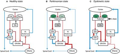 Opioidergic Modulation of Striatal Circuits, Implications in Parkinson's Disease and Levodopa Induced Dyskinesia